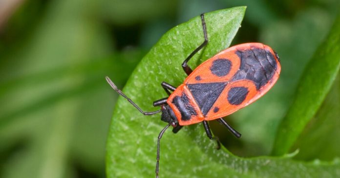 Gendarme: why and how do you welcome this insect in your garden or vegetable garden?

