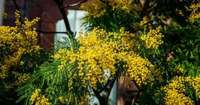 Here's how to plant and care for a mimosa in a pot

