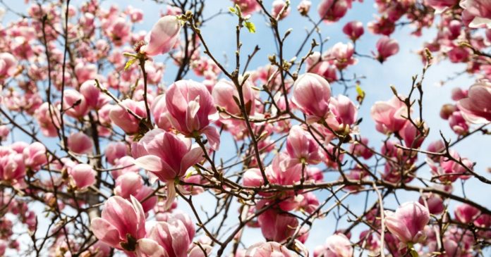  How do you maintain your magnolia in the spring?  4 things to do and mistakes to avoid.

