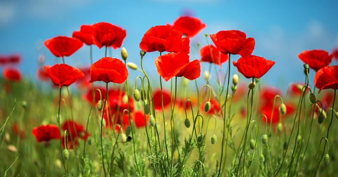  How do you plant a poppy field in your garden?  It's easy.

