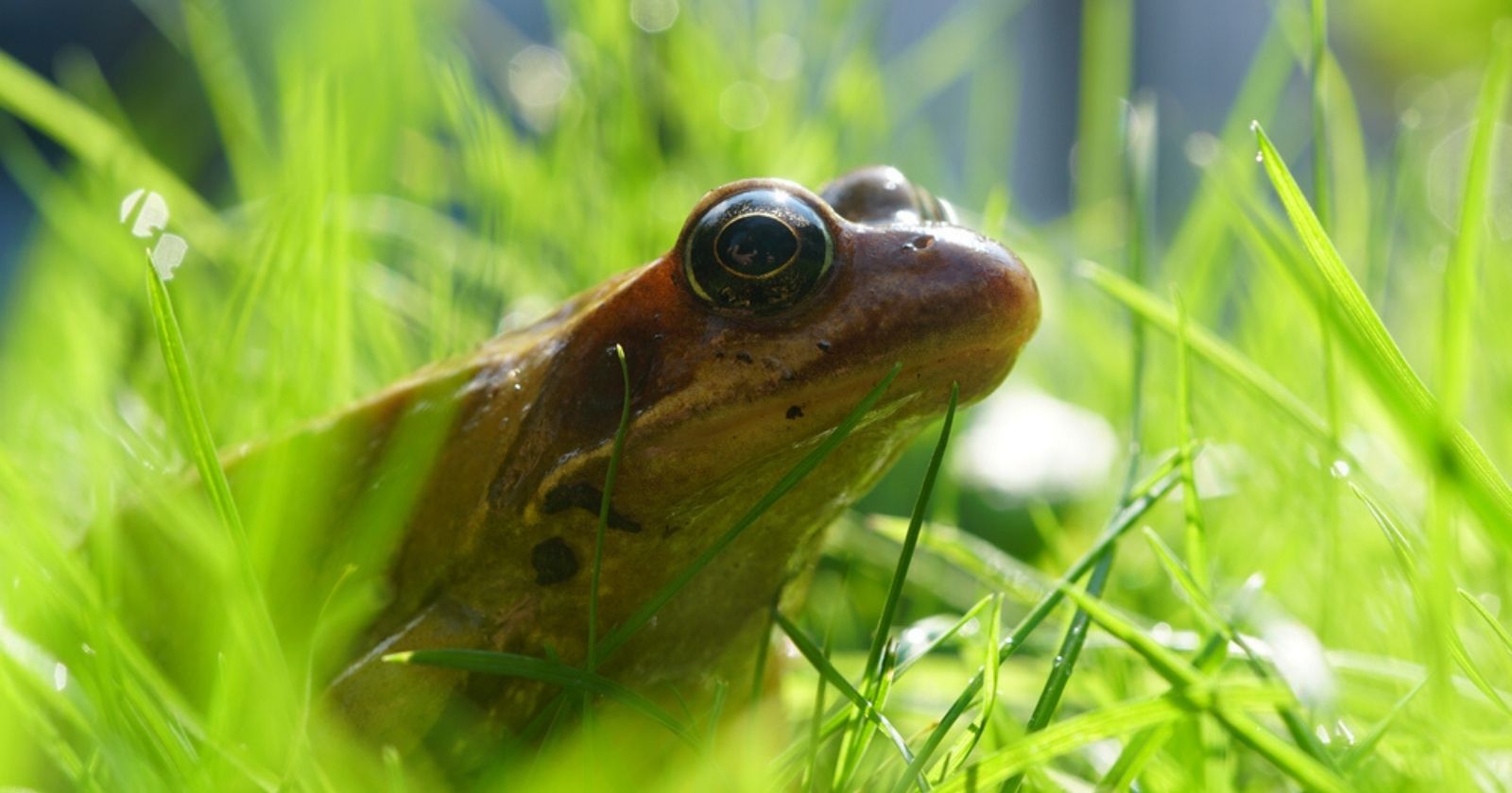 How to welcome and protect frogs in the garden?  5 easy tips to adopt.