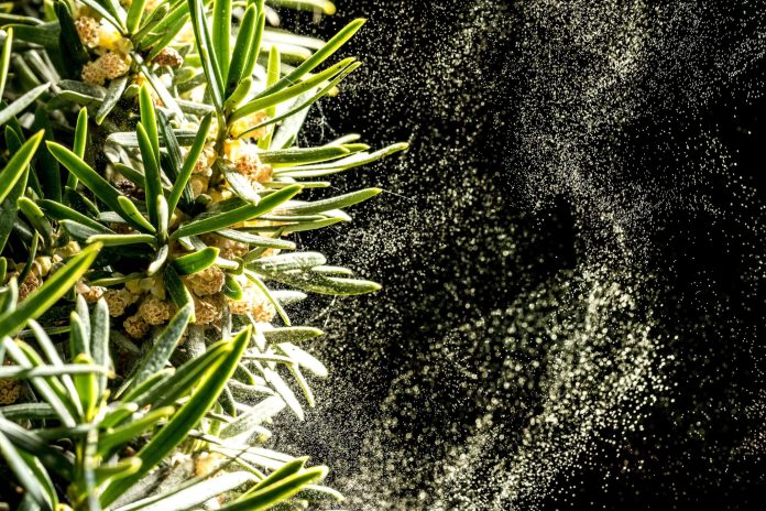 Pollen allergies: 4 natural ingredients to protect against them

