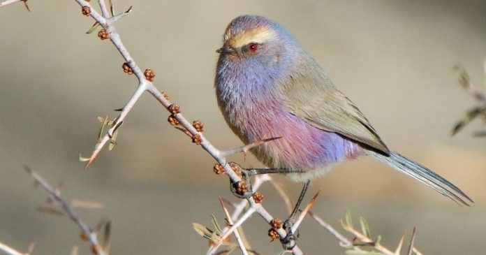 Sophie's tit: everything you need to know about this bird with rainbow feathers

