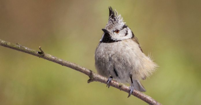 The crested tit: everything you need to know about this punkish bird

