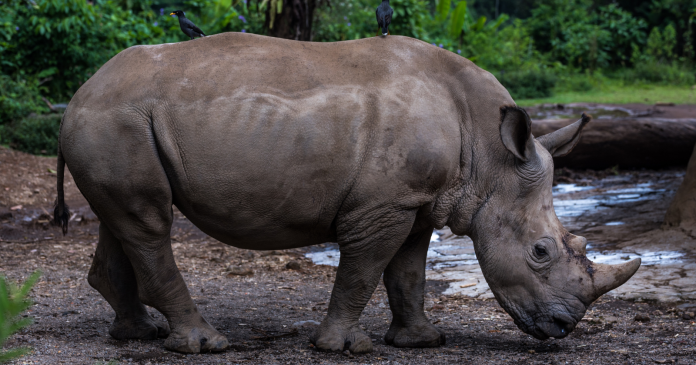 The exceptional birth of a Sumatran rhinoceros raises hopes to save the species

