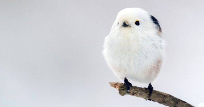 The northern long-tailed tit: all about this snowball-like bird

