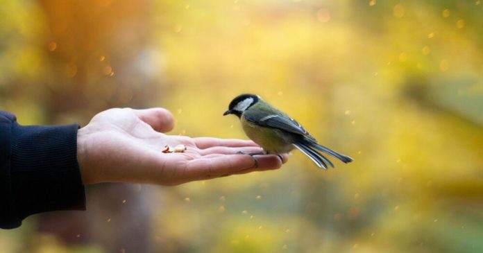 This is why you should stop feeding birds in the garden

