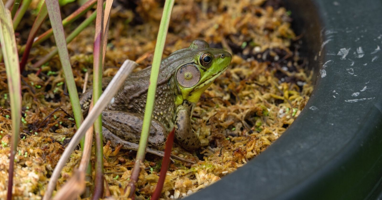 To help frogs and other amphibians, here's how to set up a shelter in your yard