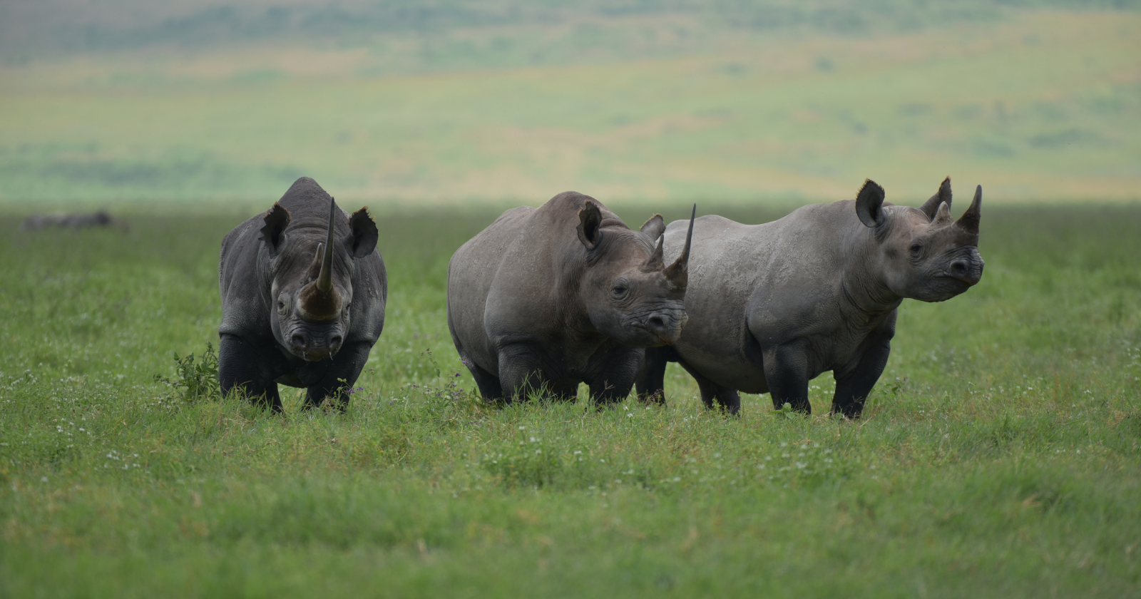 With its "Rhino Bonds", the World Bank is calling on investors to save the black rhinos