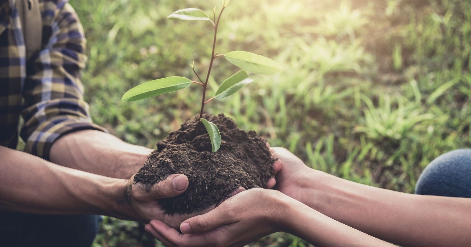 What if you involved your teams in a connected challenge dedicated to reforestation?