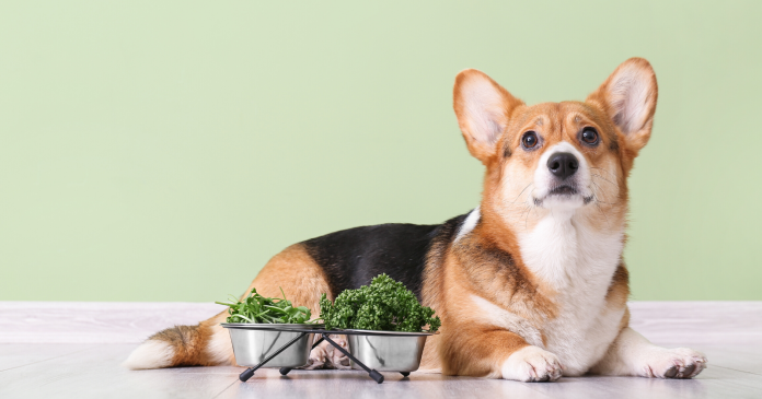 Can you put your dog on a vegan diet?

