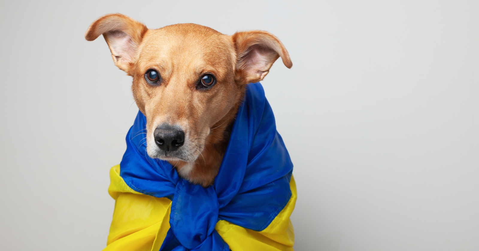 Ukrainian dogs get a ton of kibble collected by a Loire association