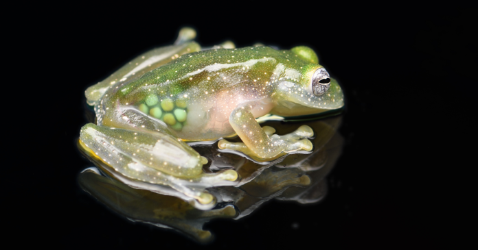 Two new species of glass frogs found in Ecuador: an exceptional discovery

