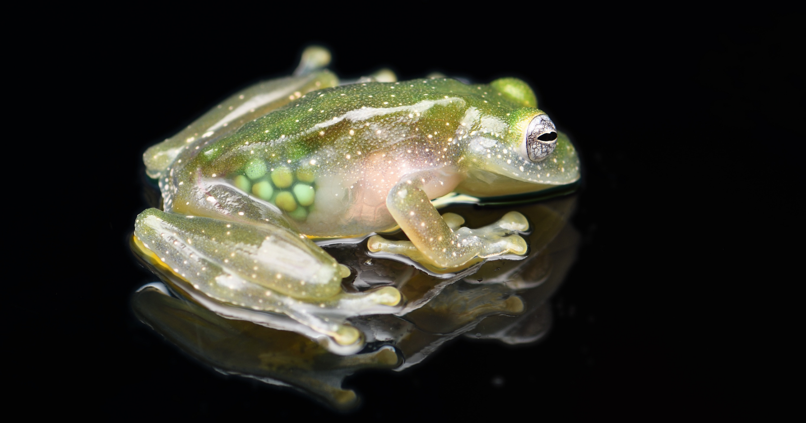 Two new species of glass frogs found in Ecuador: an exceptional discovery