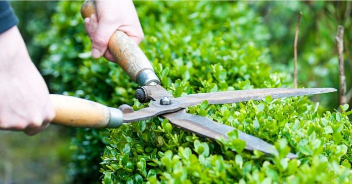 Gardening: after March 15, you no longer have to trim your hedges or prune your trees

