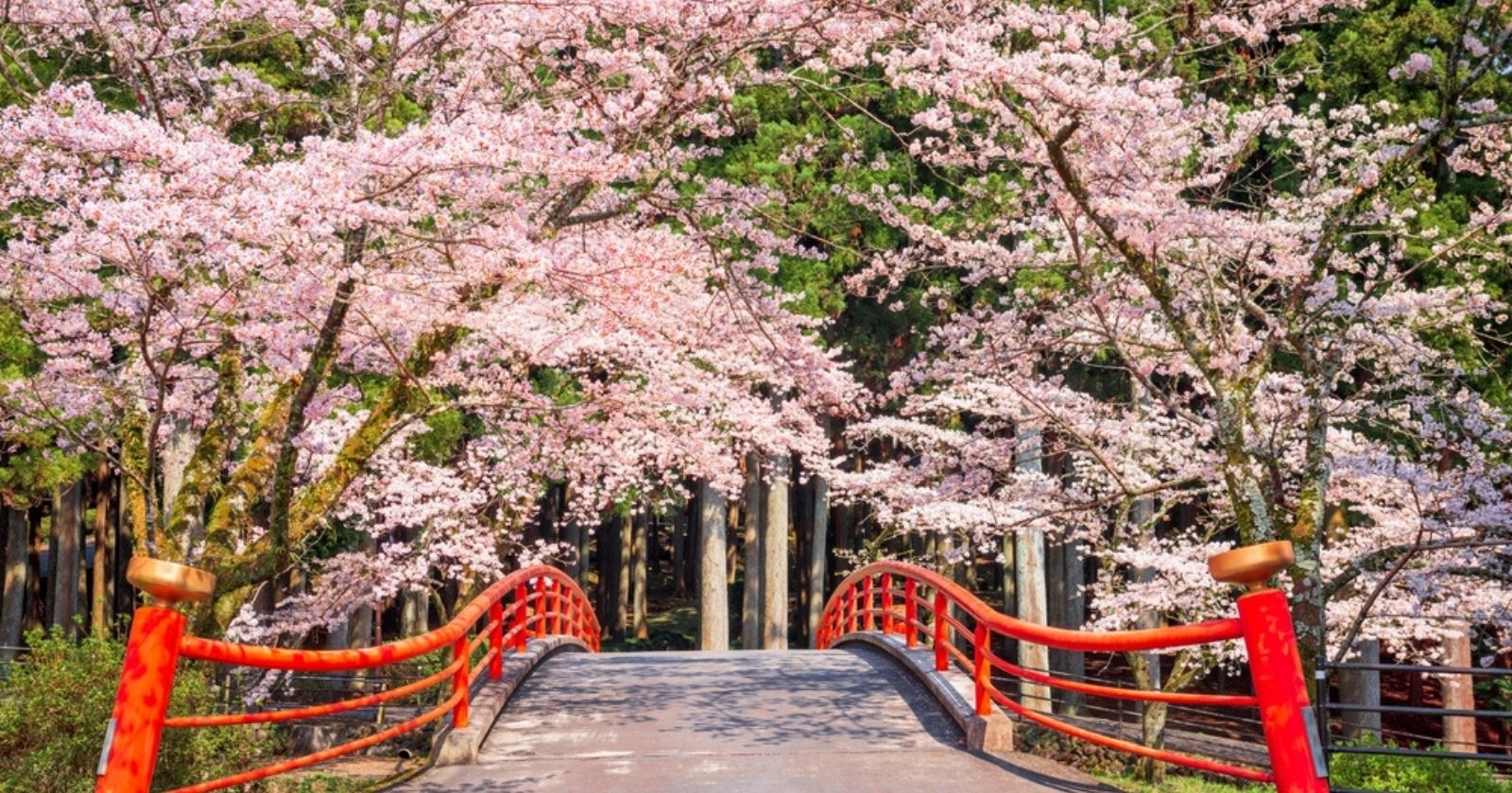 Japan: nestled in the heart of the forest, this poetic mini village welcomes the elderly