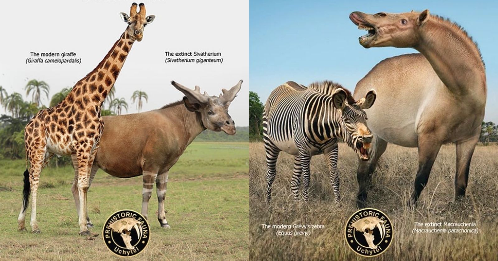 15 fascinating montages showing the evolution of animals on Earth