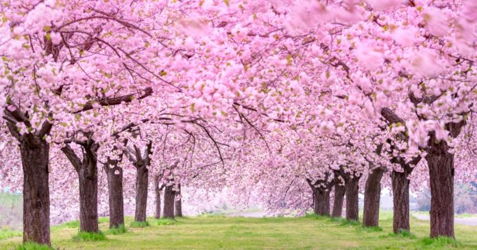 15 Beautiful Photos of French Cities Transformed by Japan's Cherry Trees

