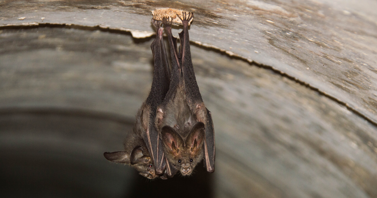 An endangered bat is believed to have been extinct in Rwanda for 40 years