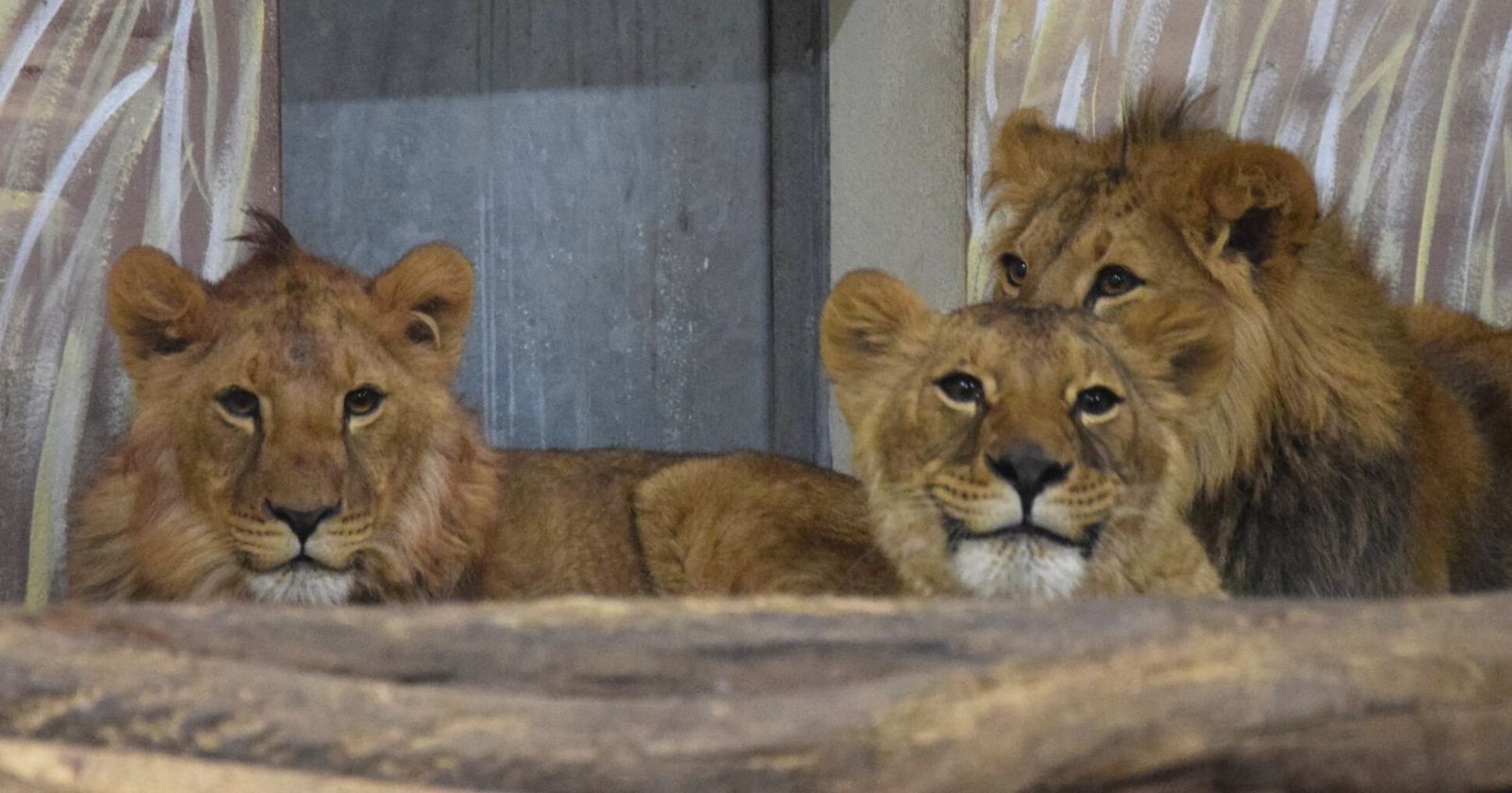 Successful rescue for 6 lions, 6 tigers, 2 caracals and an African wild dog from Ukraine