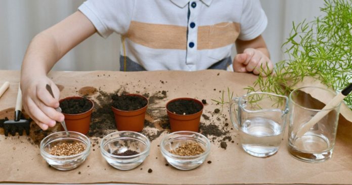Sowing: discover two effective tips to know if your old seeds are still good

