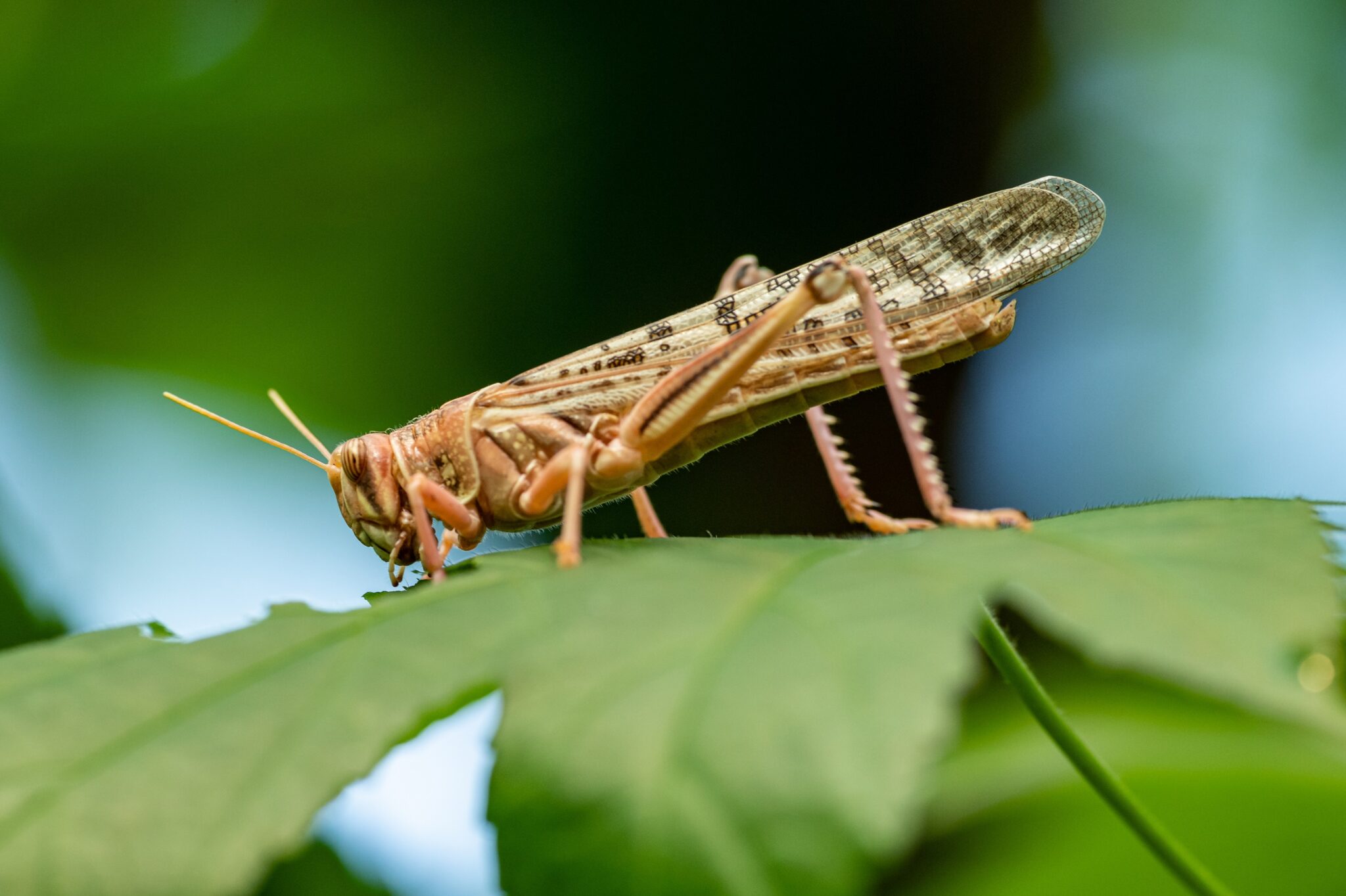 Grasshoppers, crickets and locusts: 3 insects threatened with extinction in Île-de-France