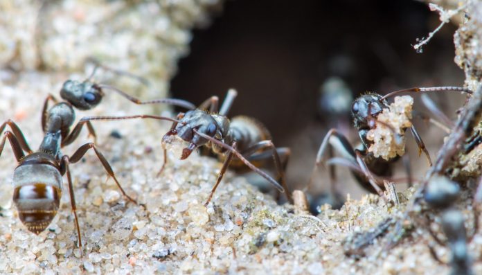 This variety of ants could detect cancers

