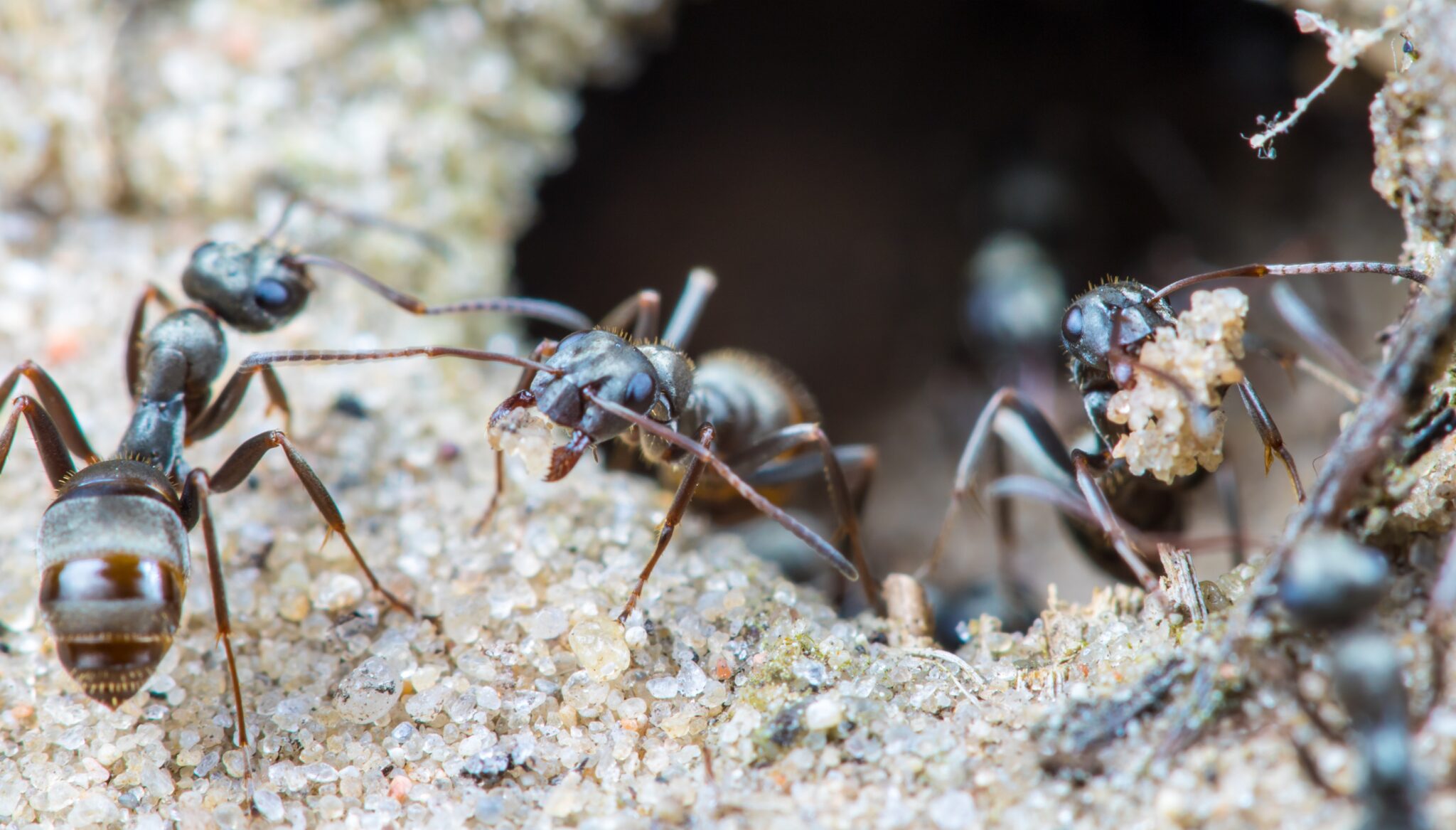 This variety of ants could detect cancers