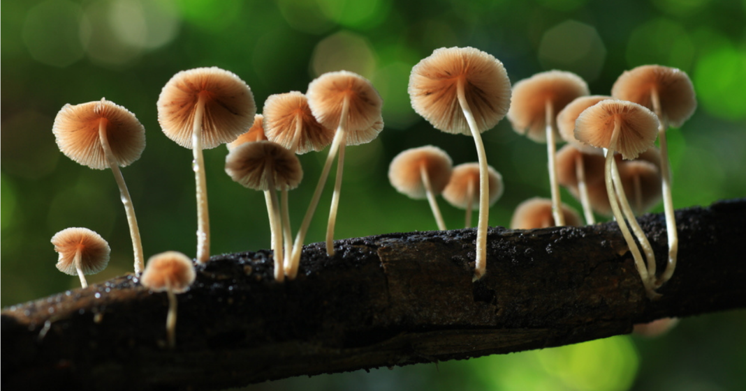 According to this study, mushrooms communicate through a 50word