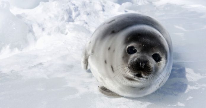 A petition against the resumption of the seal hunt

