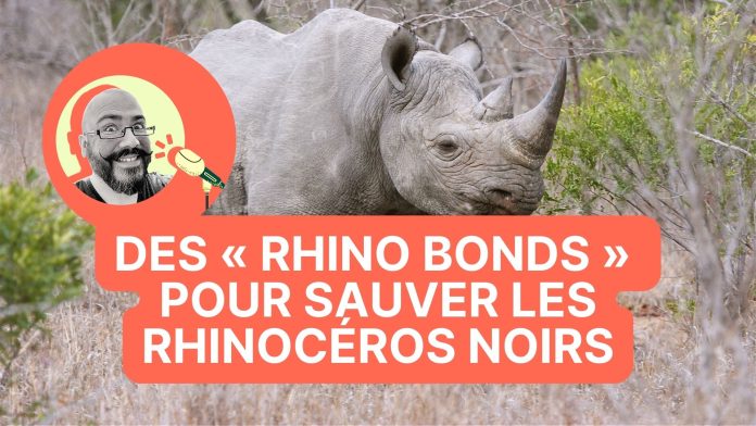 Finance to save rhinoceroses, Kurt Zouma affair, stop saying 'miscarry'


