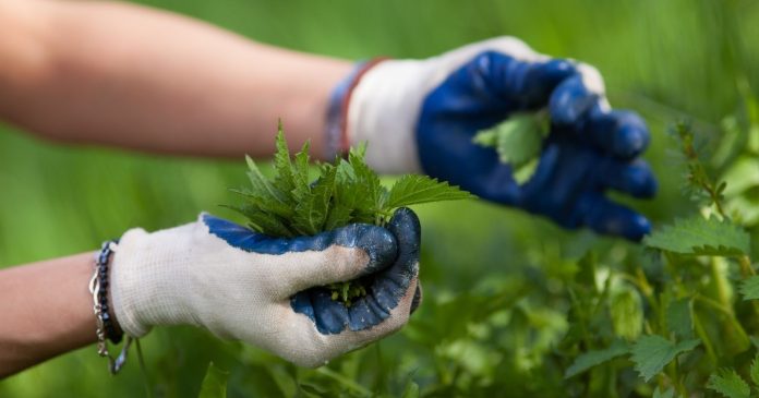 Garden: give the vegetables in your vegetable garden a boost with the recipe for nettle manure, a natural fertilizer

