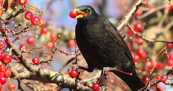 Garden: how do you keep birds away from your vegetable garden or orchard?

