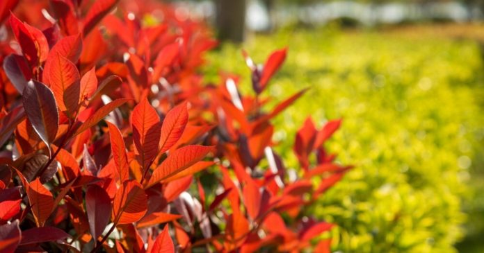 Garden: which shrubs to choose for a colorful, varied and permanent hedge?


