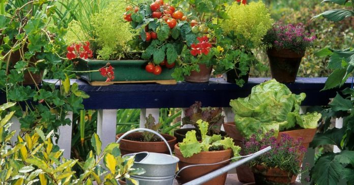Gardening in the city: some tips for a successful balcony vegetable garden

