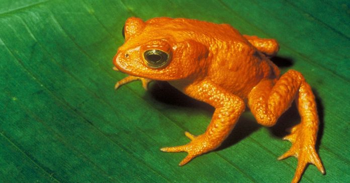 Here's the first animal species officially wiped out because of global warming

