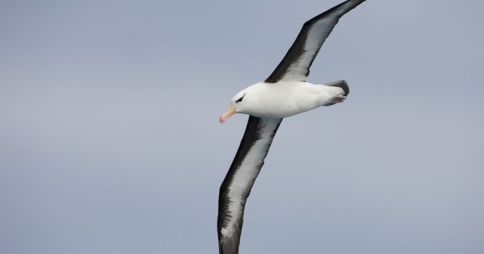 How the hell did Albie the Albatross get to the Northern Hemisphere?

