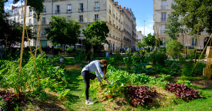 Imagined during the pandemic, Nantes 'solidarity vegetable gardens' win an award

