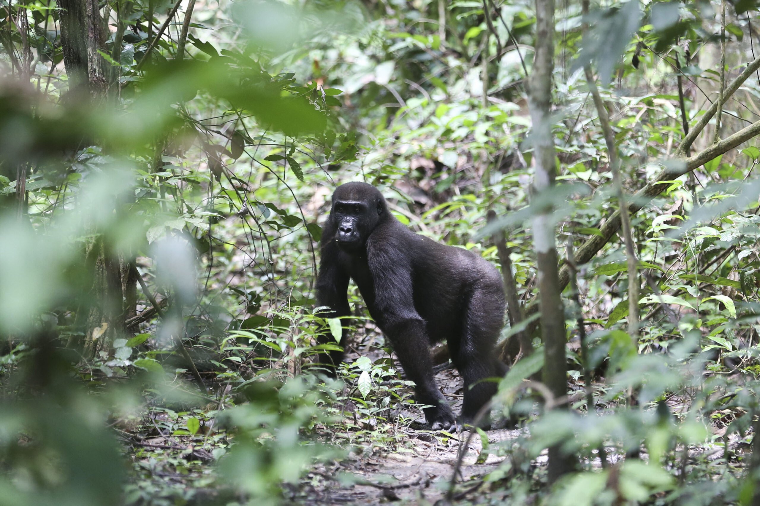 In Gabon you can observe western gorillas and help protect them from poaching
