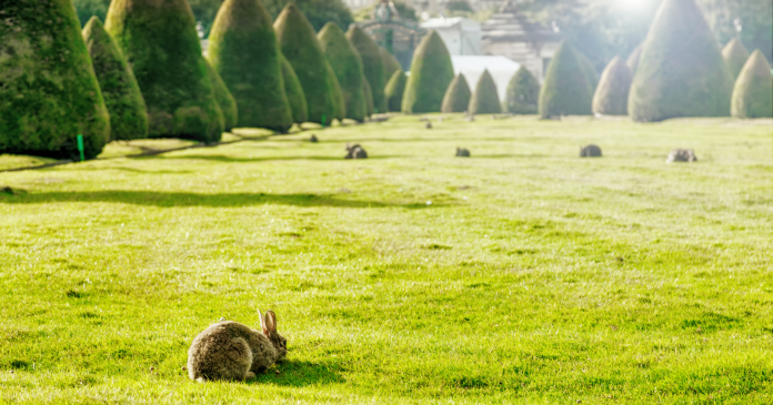 In Paris, rabbits now have the right to roam free with the Invalides

