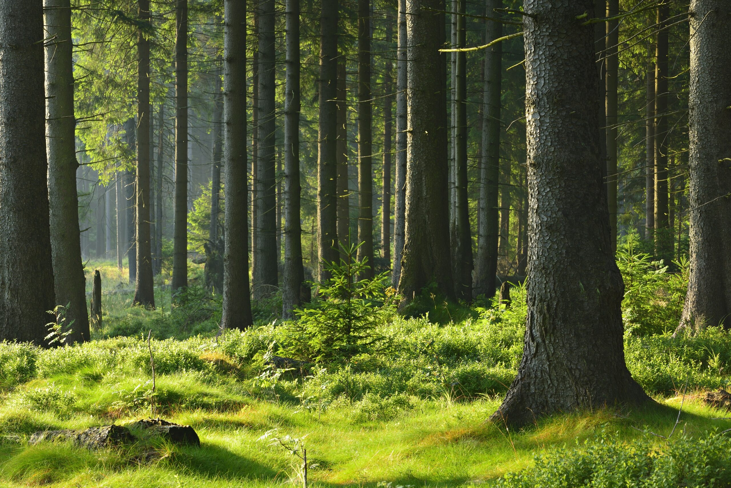 In addition to absorbing CO2, forests would help cool the planet