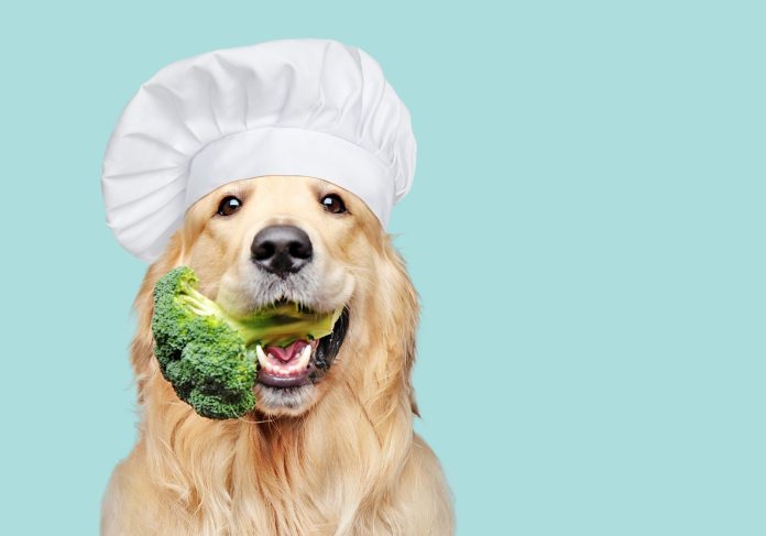 Less Meat, Fewer Vet Visits: Should You Vegan Your Dog?

