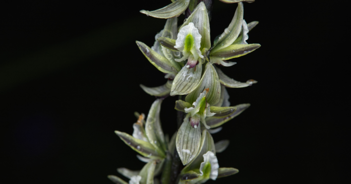 Orchid thought to have been extinct for nearly a century is resurfacing in Australia

