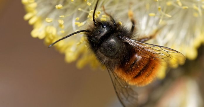 Pollinators: which bee or bumblebee is more resistant to global warming?


