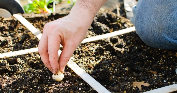 Square vegetable garden: 10 tips to get started and harvest your own vegetables

