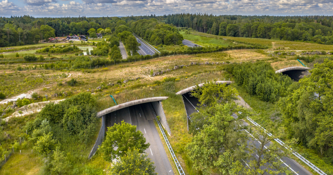 The world’s largest animal bridge is soon to be built on a road in ...