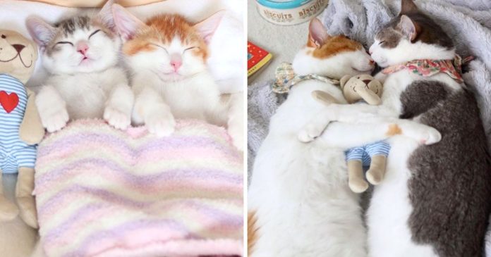 These two cats have been inseparable since birth: 25 images full of tenderness

