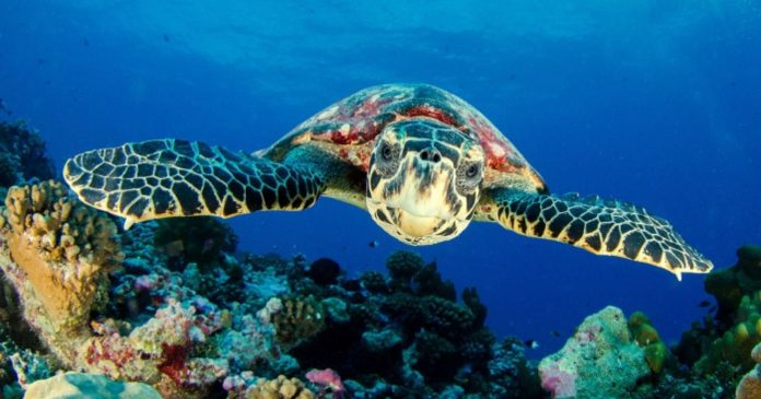 This mobile app was created to save endangered sea turtles

