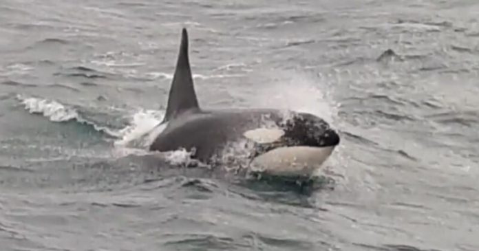  VIDEO.  A Norman fisherman comes face to face with an orca and films this: impressive images

