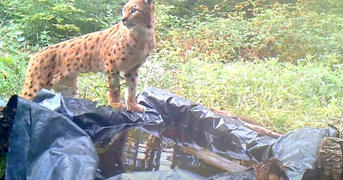  VIDEO.  This camera trap films a watering hole for bees and reveals many surprises

